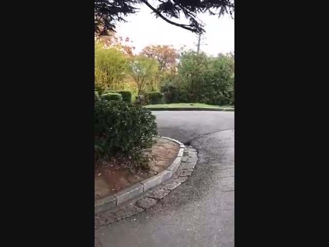 В Ливадийском дворце, Крым, завелись кабаны