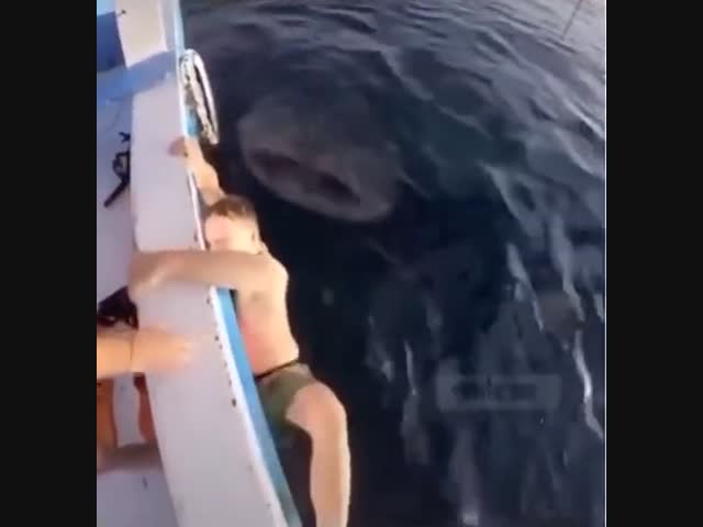 Встреча с китовой акулой 