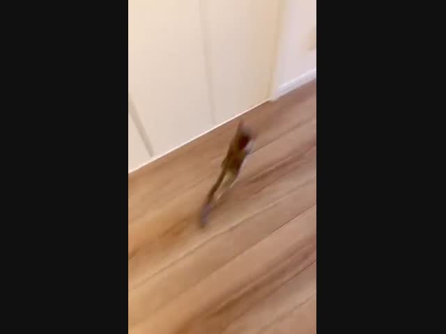 Смешной зверёк