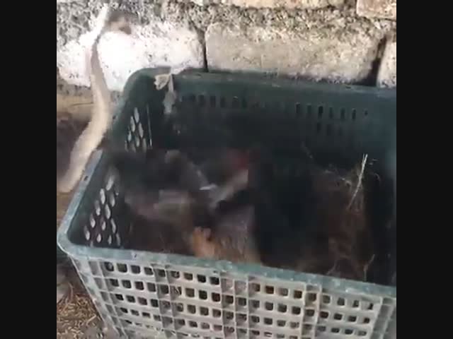 Квочка защищает гнездо.