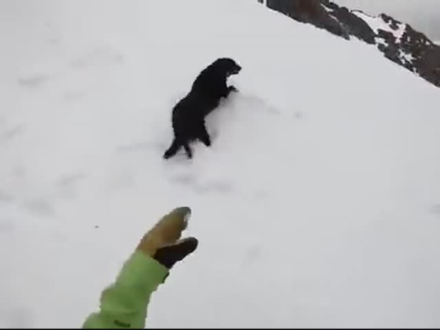 Падение собачки в Альпах