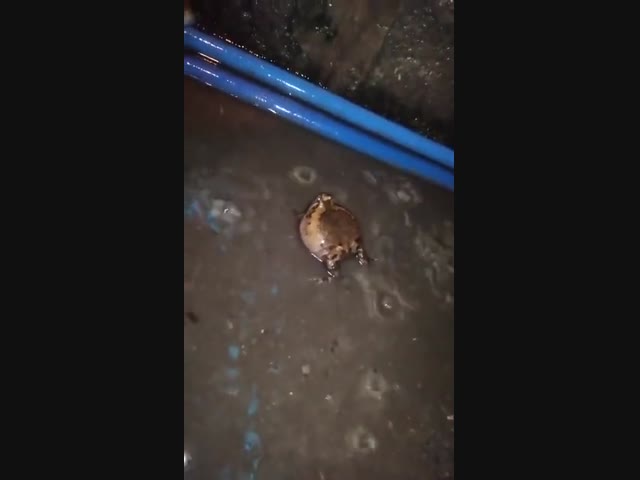 Поющие жабы