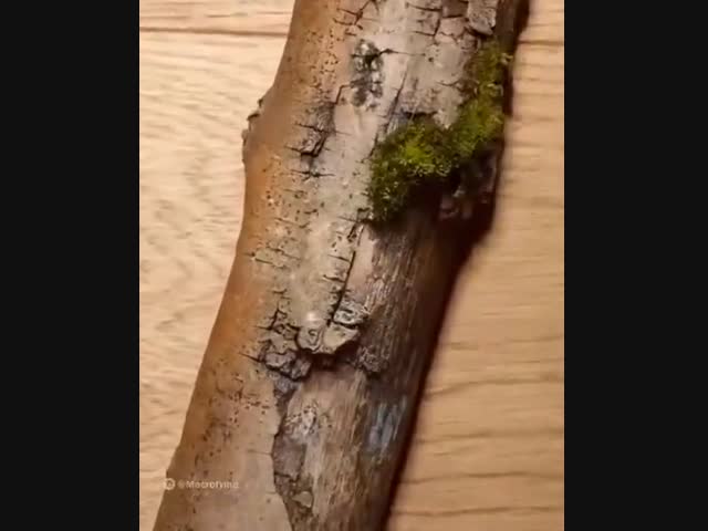 Настоящий зум