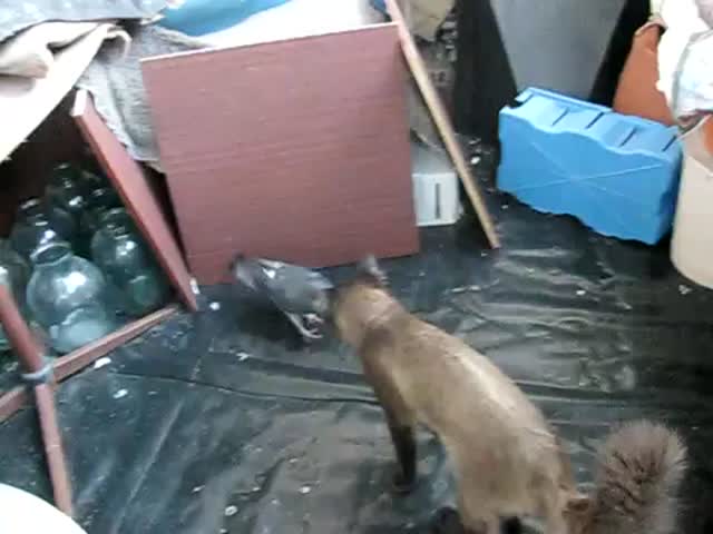 Пернатый маньяк