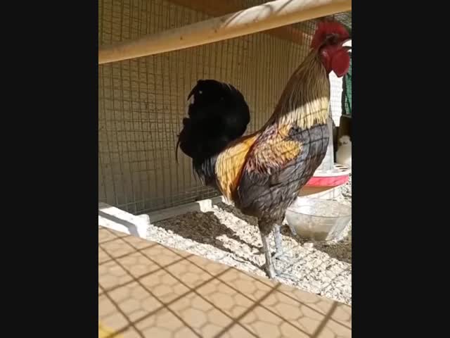 Докукарекался...