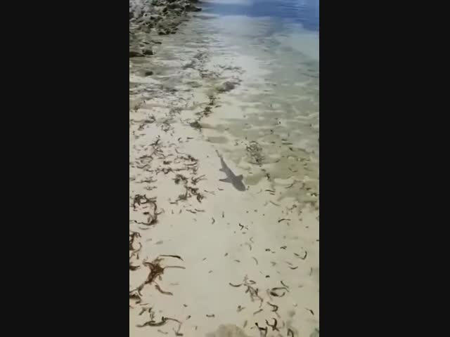 Барракуда проглотила акулёнка