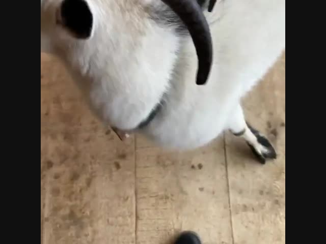 Козы из Гремячьего ключа