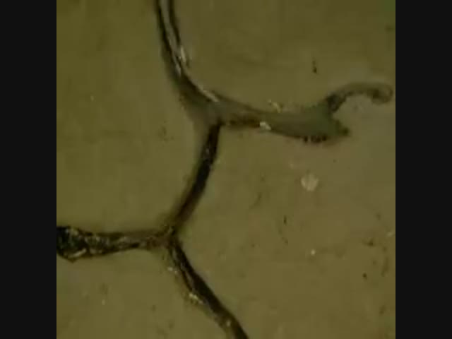 Обед броненосца