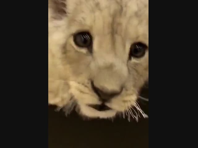 Лев - царь зверей