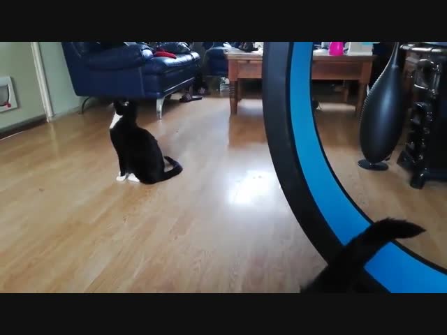 Беговой котик