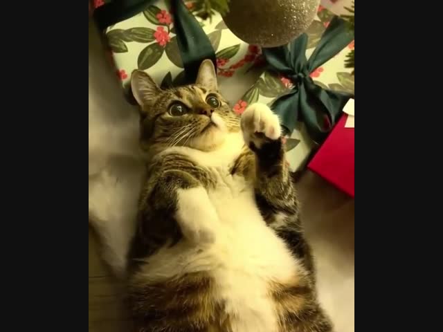 Завороженный