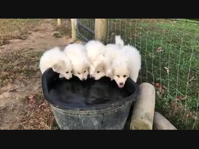 Кто-то очень сильно хочет пить