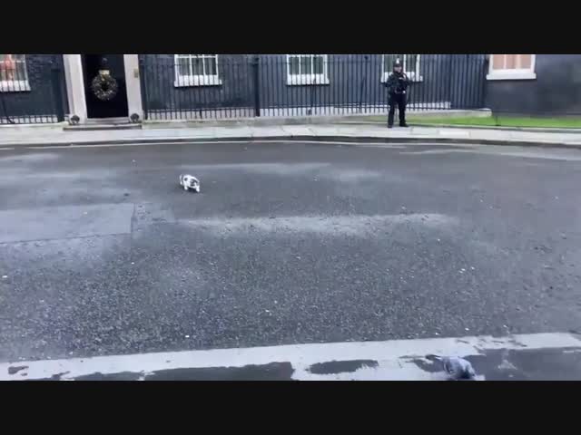 Акелла промахнулся