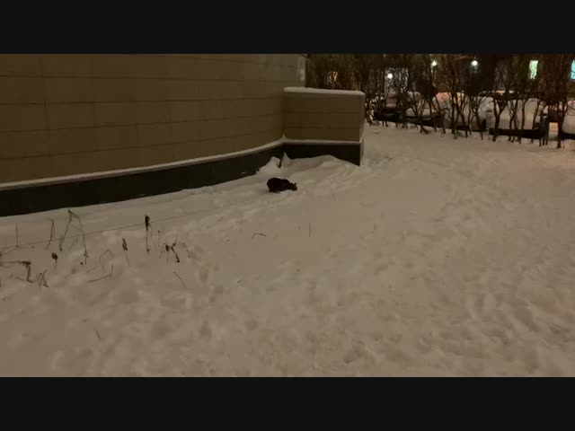 Зимний кот. Всесезонный и всепогодный:)