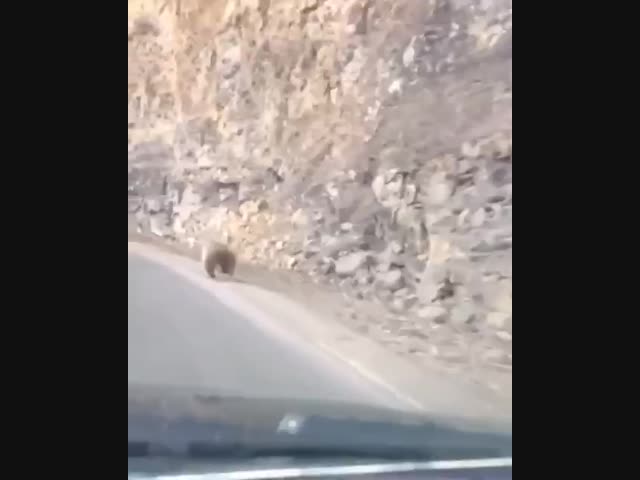 Быстрый мишка