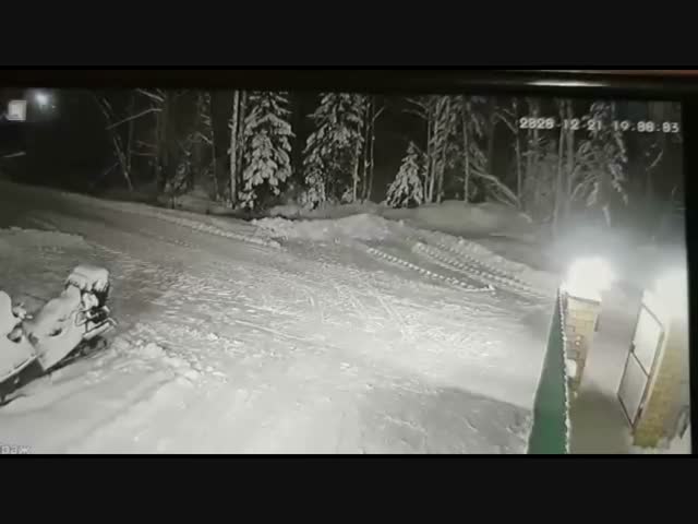 В посёлке Синдор маленький той-терьер ценой своей жизни спас ребенка от волка