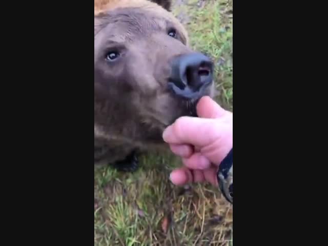 Толстый Мишка