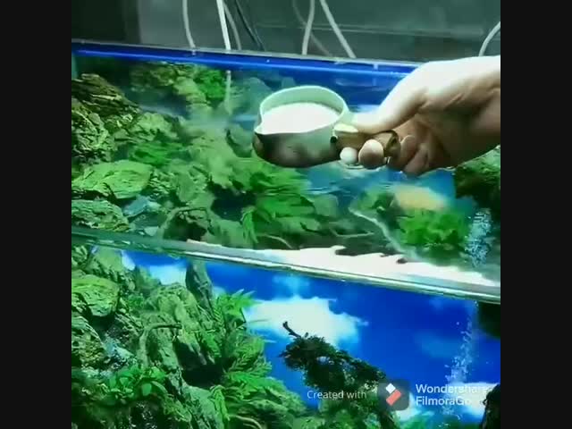 Крутой аквариум