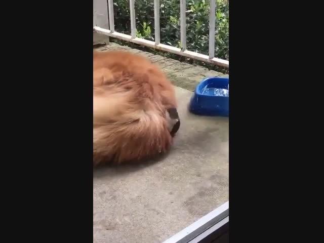 Наглая кража строительного материала у ретривера