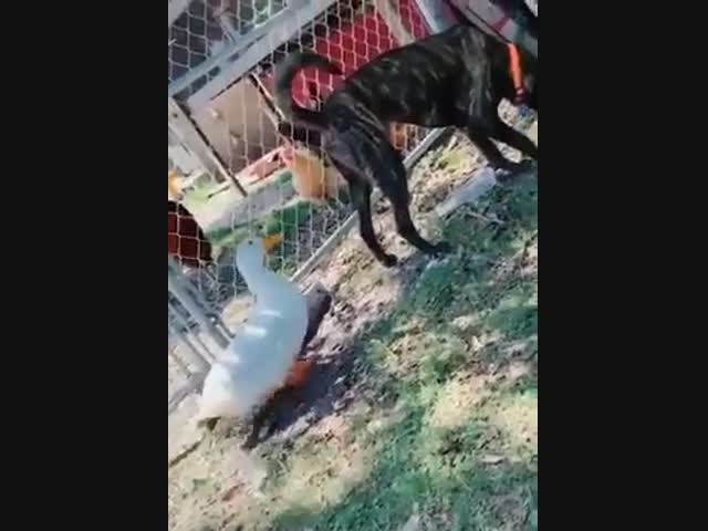 Наглый гусь