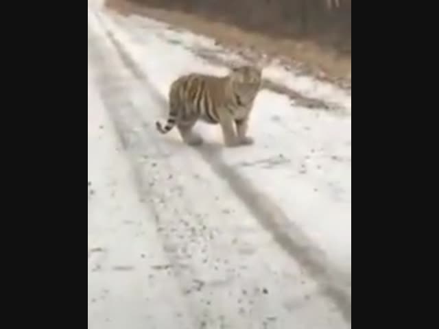 Встреча с уссурийским тигром