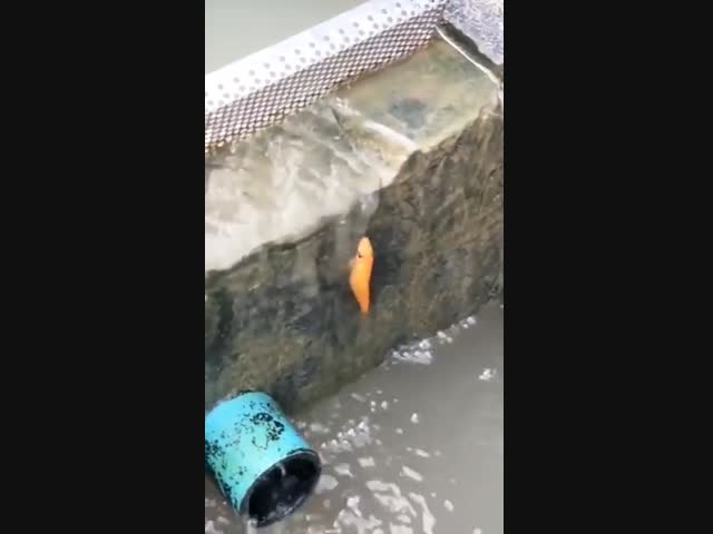 Рыбка-альпинистка