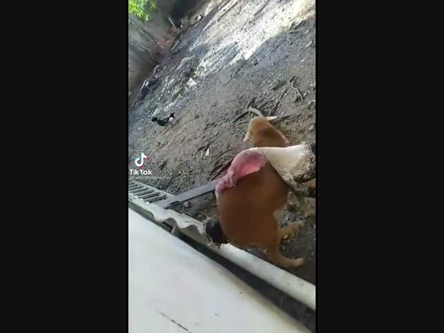 Овца - миротворец.