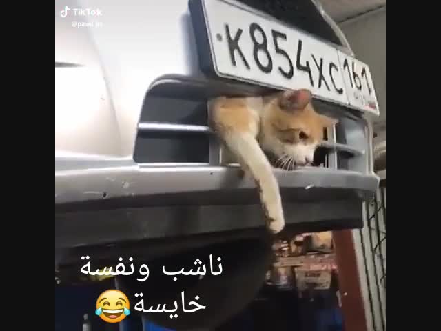 Суровый ростовский кот.