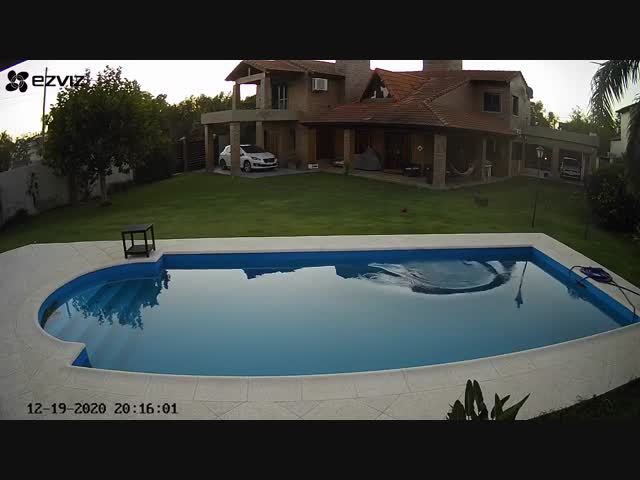 Собака спасла упавшую в бассейн слепую соплеменницу и попала на видео в Аргентине