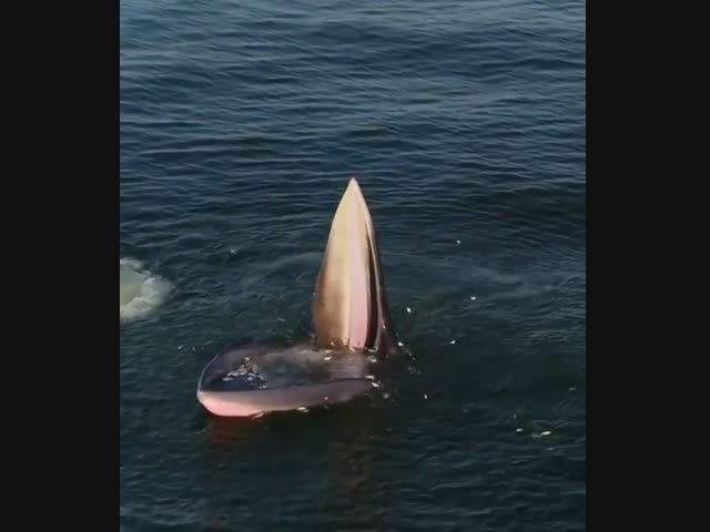 Рот загребущий