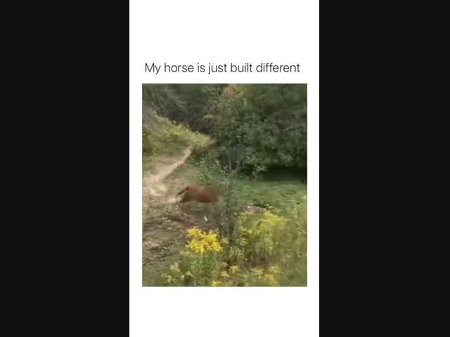 Что это за лошадь?!