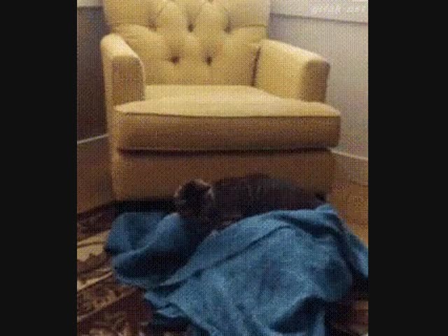 Коварное нападение кошки