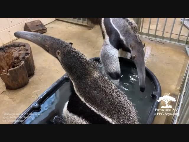 Муравьеды любят купаться