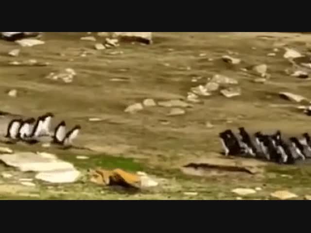 Встреча в Антарктиде