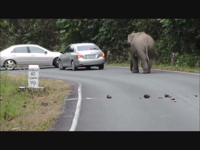 Слон технично искорёжил машину
