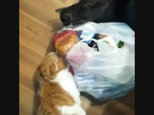 Боря! Отдай булку!