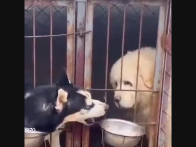 Дерзкий Хаски!