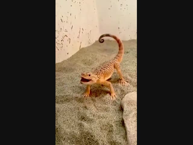 Собачка неизвестной породы