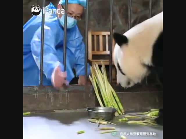 -Мама, прекрати! Я уже большой!