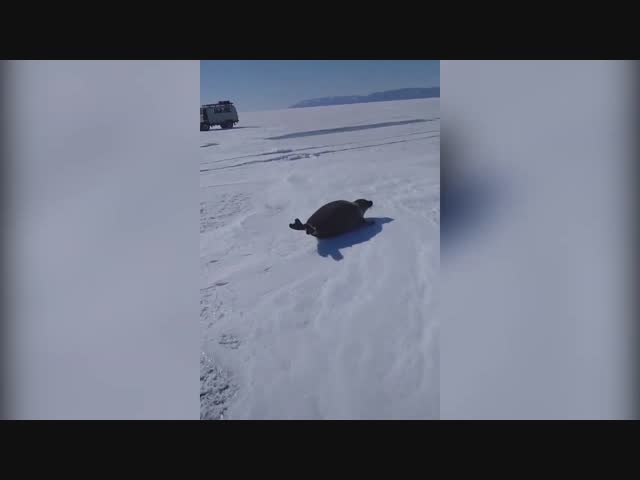 Спасение нерпы на Байкале