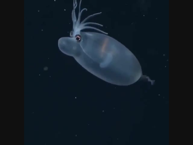 Морское существо без названия