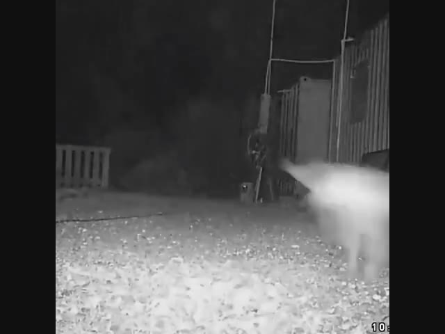 Показал, кто во дворе хозяин