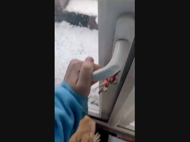 Даже собакам снег не нравится