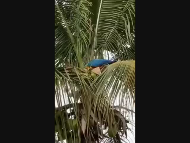 А не тяпнуть ли мне кокосового молочка?