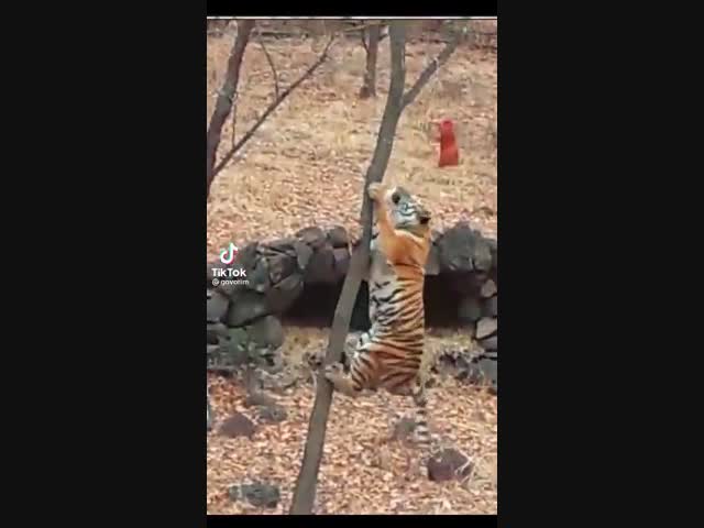 Тигрица пришла к солдатам.