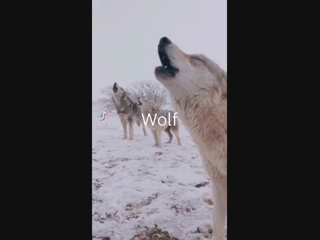 Волкам заборы не помеха