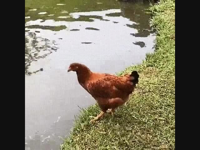 Хищная курица