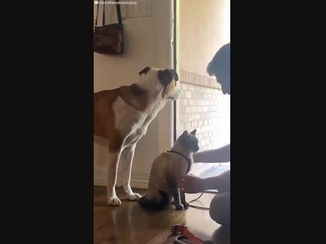 Кот и собака любят путешествовать