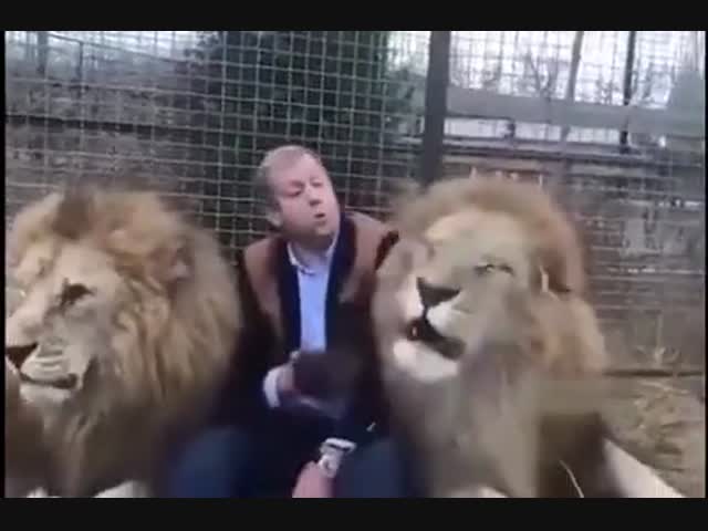 В компании со львами