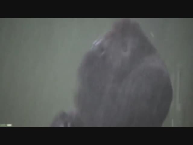 Превращение обезьяны в человека